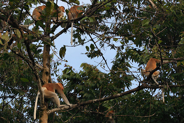 ProboscisMonkeys_Sukau_0254 (183)_m.jpg